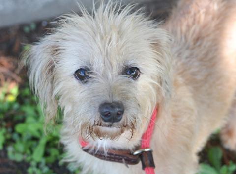 LASPCA's Tips for Helping a Stray or Lost Animal
