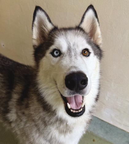 Puffball