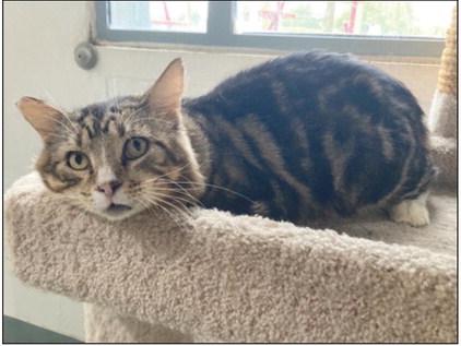 LASPCA Pets of the Week