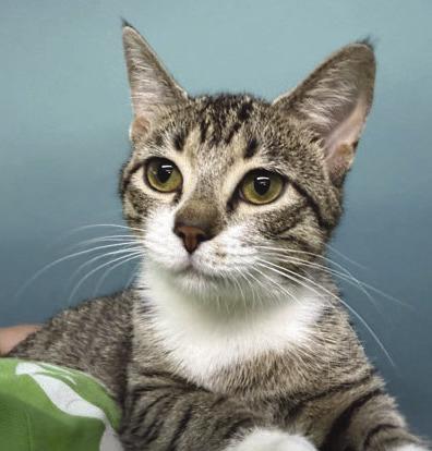LASPCA Pets of the Week