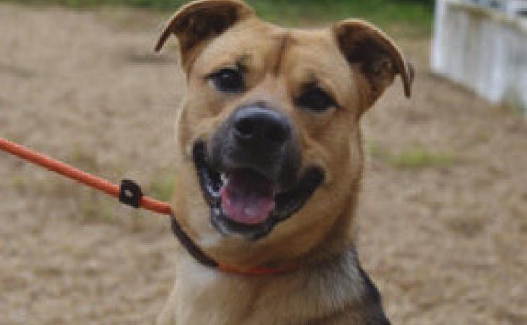 Meet Spring, the friendliest, goofiest 1-year-old pup you'll ever meet. His favorite activities are playing fetch, jumping for joy, and making everyone laugh with my silly antics. He enjoys being around people and has a knack for brightening up any room with his playful spirit. Meet Spring or any of the other wonderful pets at the Louisiana SPCA, 455 F Edward Hebert Blvd. (Belle Chasse), 10 AM - 5 PM, Tuesday-Saturday. or call (504) 934-6931. A0059457777- Spring