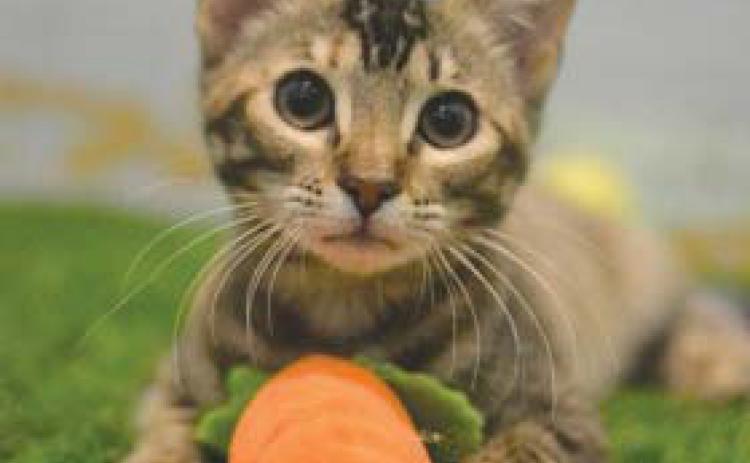 LASPCA Pets of the Week