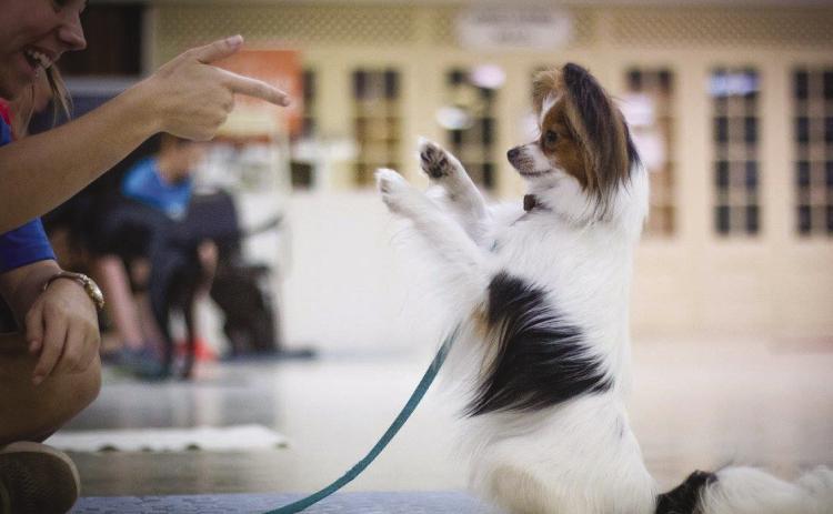 National Train Your Dog Month: Building Better Bonds Through Training