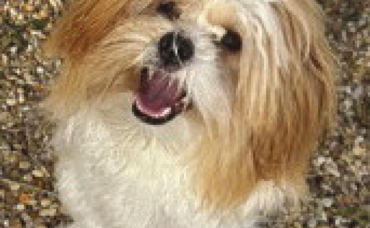 LASPCA Pets of the Week