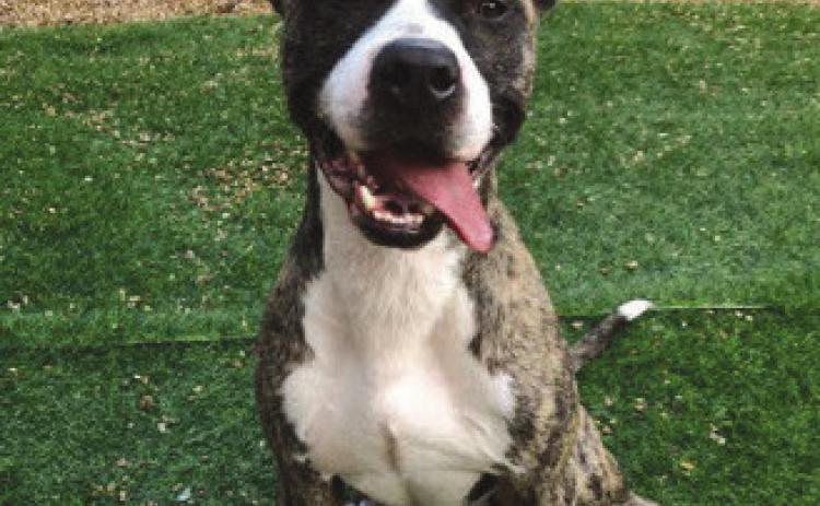 LASPCA Pets of the Week