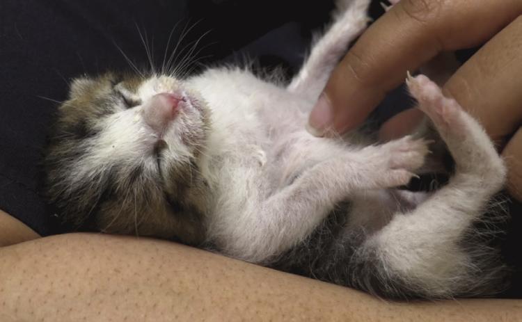 Becoming a Furry Foster for the Holidays!