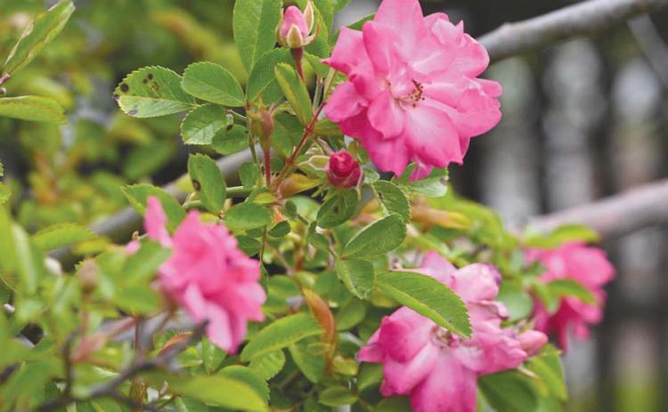 The Peggy Martin Rose was recently named the o cial state rose of Louisiana. In April, Plaquemines Parish Government declared the plant the o cial . ower of the parish.
