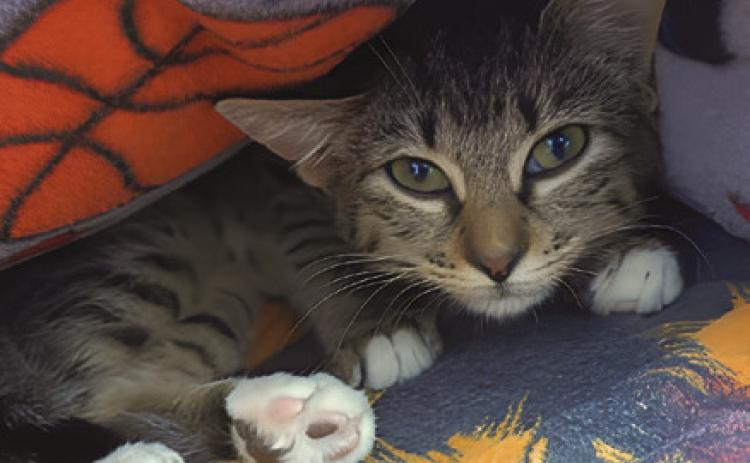 LASPCA Pets of the Week