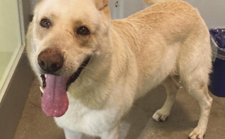 LASPCA Pets of the Week