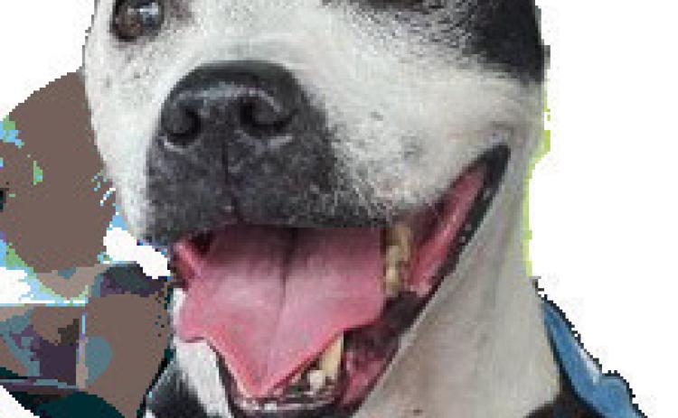 Be a Foster Hero: How You Can Help LASPCA Shelter Animals at Home
