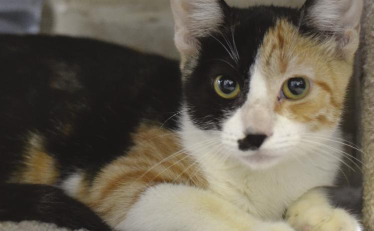 LASPCA Pets of the Week
