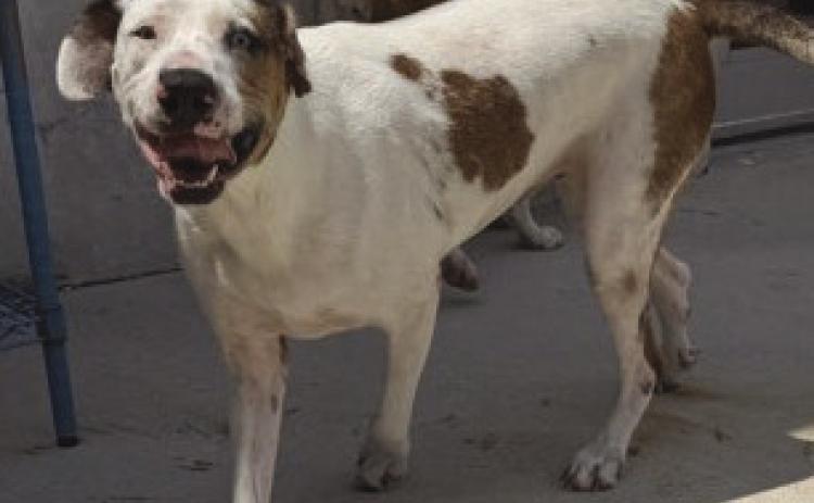 LASPCA Pets of the Week