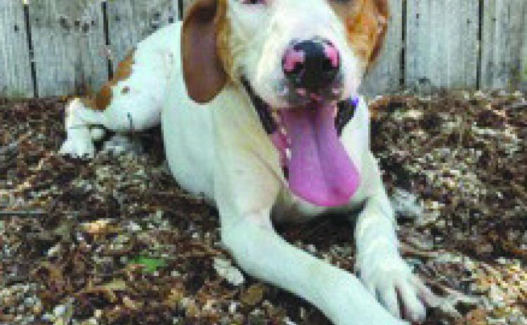 LASPCA Pets of the Week
