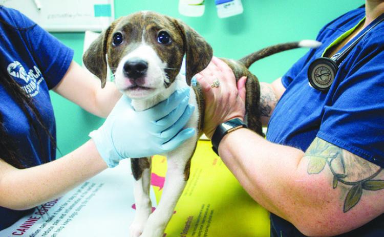Why Preventive Care Is Essential for Pets in the Spring