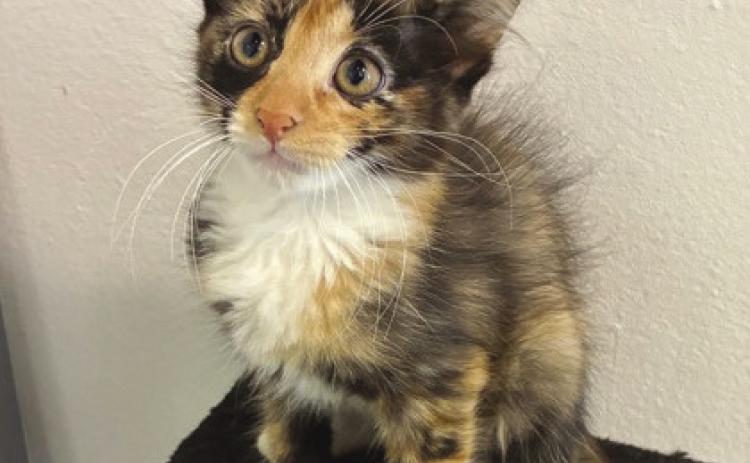 LASPCA Pets of the Week