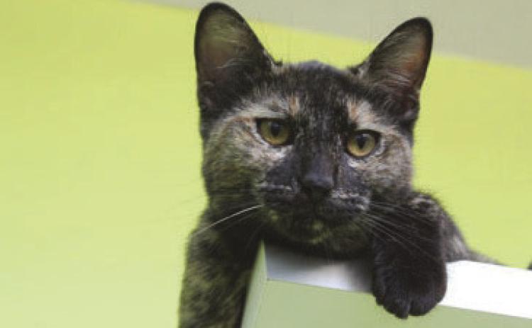 A0059226492 - Charity Chirp