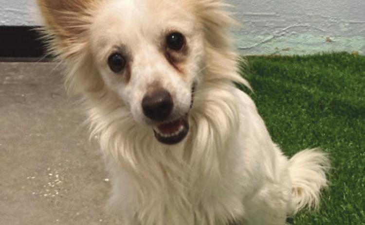 LASPCA Pets of the Week
