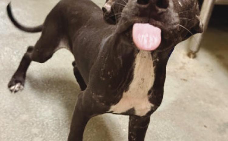 LASPCA Pets  of the Week
