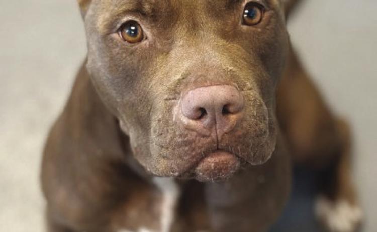 LASPCA Pets of the Week
