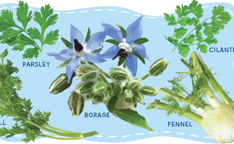 Plant Some Cool Season Herbs for Fal
