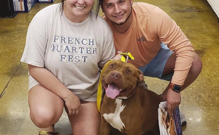Find Your New Best Friend In Harvey During National Adoption Week