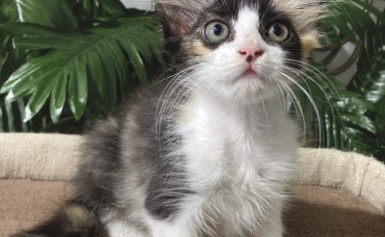 LASPCA Pets of the Week