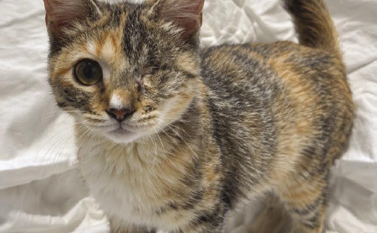 LASPCA Pets of the Week