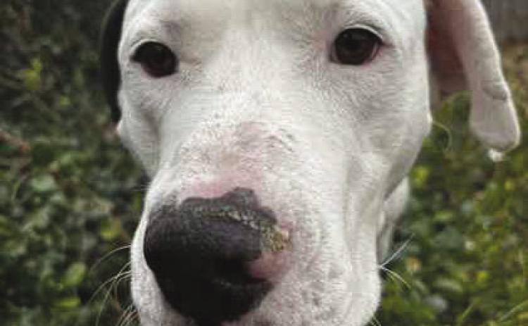 LASPCA Adoptables of the Week!