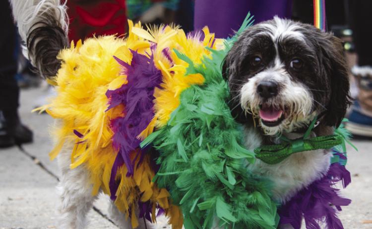 Are Mardi Gras Parades Risky for Pets?