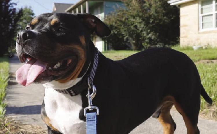 Adopted LASPCA alumnus Mickey.
