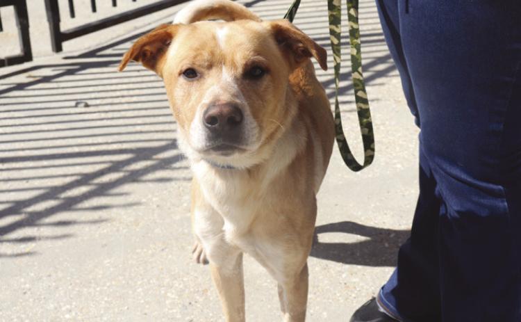 Meet Lemonade: A Pup Lifted by Love and Community Support