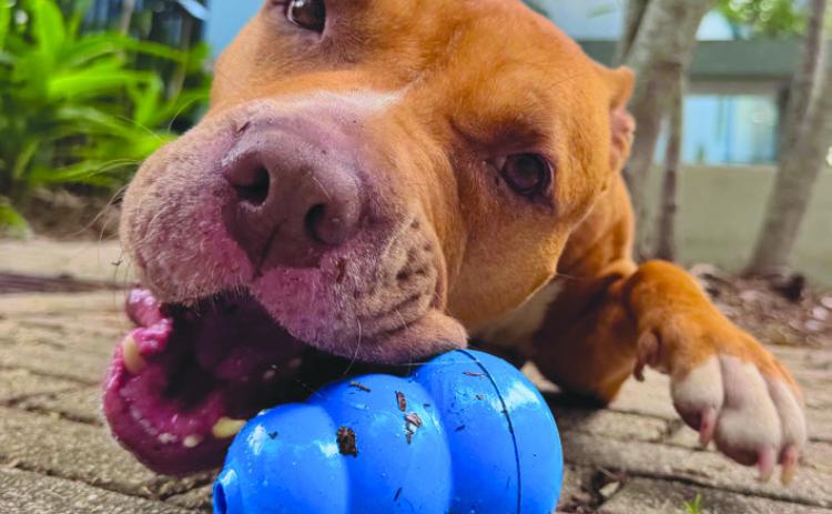 National Peanut Butter Lover Month for Pets