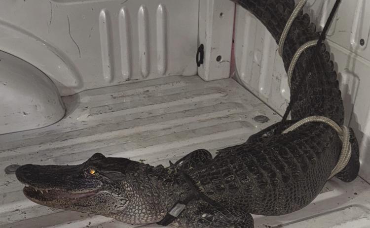 Alligator Found in Belle Chasse