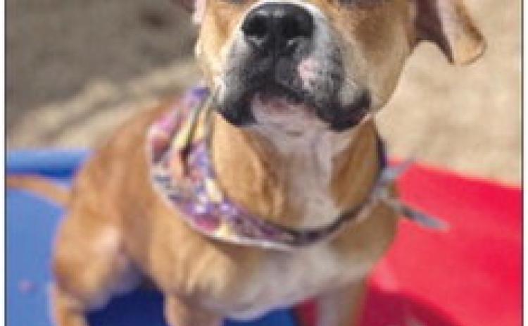 LASPCA Pets of the Week