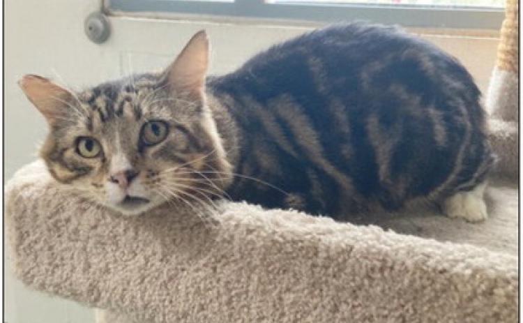 LASPCA Pets of the Week