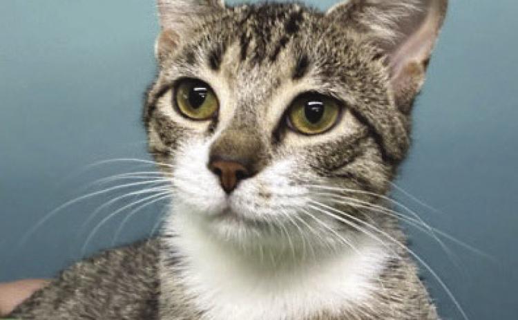 LASPCA Pets of the Week